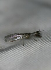 Leptomantispa pulchella