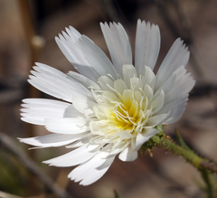 Calycoseris wrightii
