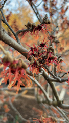 Hamamelis vernalis