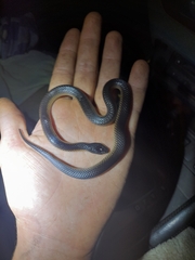 Suta nigriceps