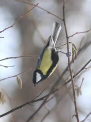 Parus major