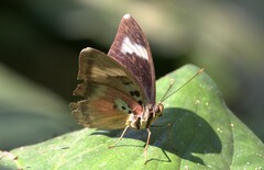 Euphaedra diffusa diffusa