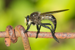 Promachus painteri