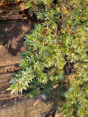 Juniperus communis