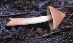 Entoloma latericolor