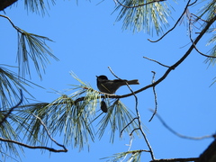 Poecile sclateri