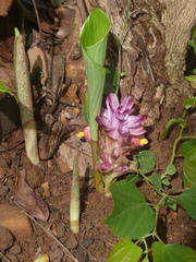 Curcuma inodora