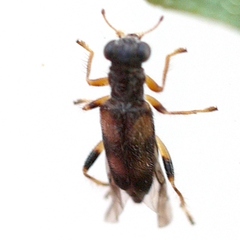 Phyllobaenus