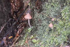 Entoloma latericolor