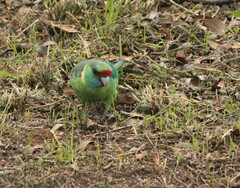 Barnardius zonarius barnardi