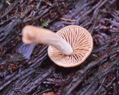 Entoloma latericolor