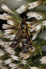 Pyropteron mannii