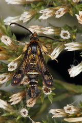 Pyropteron mannii