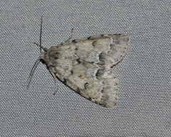 Acronicta innotata