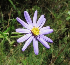 Olearia cordata