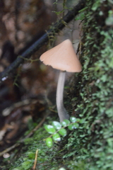 Entoloma latericolor