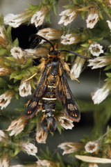 Pyropteron mannii