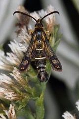 Pyropteron mannii