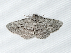 Psilosticha absorpta