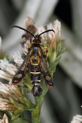 Pyropteron mannii