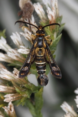 Pyropteron mannii