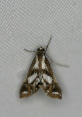 Chrysendeton imitabilis