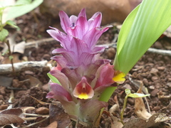 Curcuma inodora