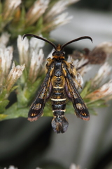 Pyropteron mannii