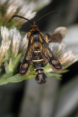 Pyropteron mannii