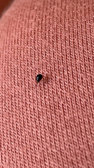 Plagiodera versicolora