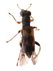 Phyllobaenus