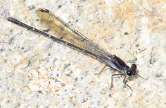 Argia tezpi