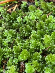 Plagiomnium venustum