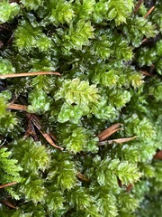 Plagiomnium venustum