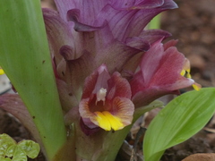 Curcuma inodora