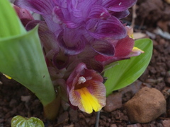 Curcuma inodora