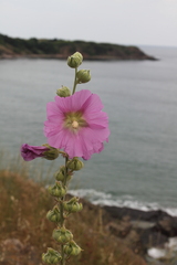 Alcea
