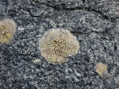 Caloplaca litoricola