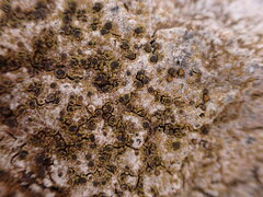 Caloplaca litoricola