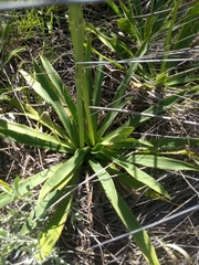 Eryngium serra