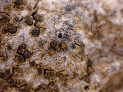 Caloplaca litoricola