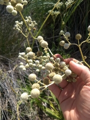 Eryngium serra