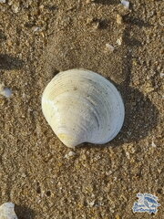 Mollusca