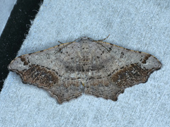 Dissomorphia australiaria