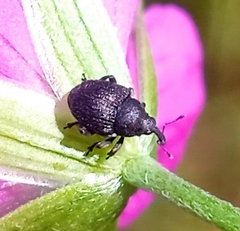 Zacladus geranii