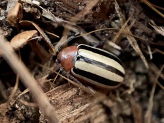 Disonycha leptolineata