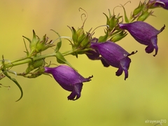 Penstemon gentianoides