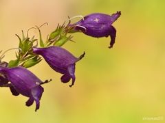 Penstemon gentianoides