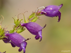 Penstemon gentianoides