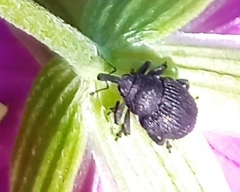 Zacladus geranii